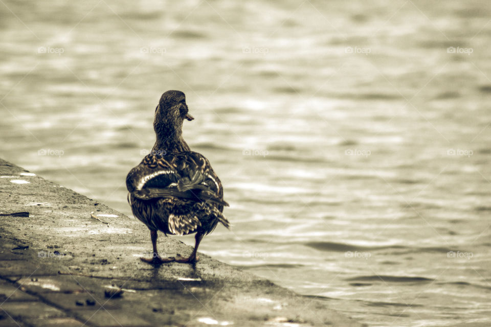 Rear view of a bird