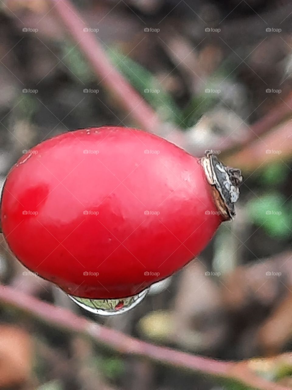 autumn garden  - red rose fruit with a rain drop