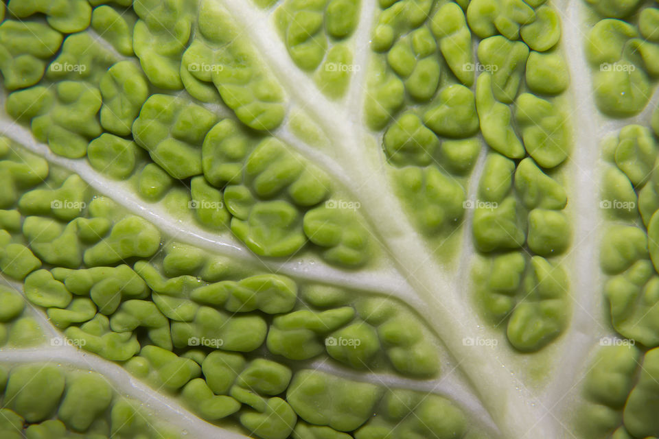 Veins of a Savoy cabbage leaf