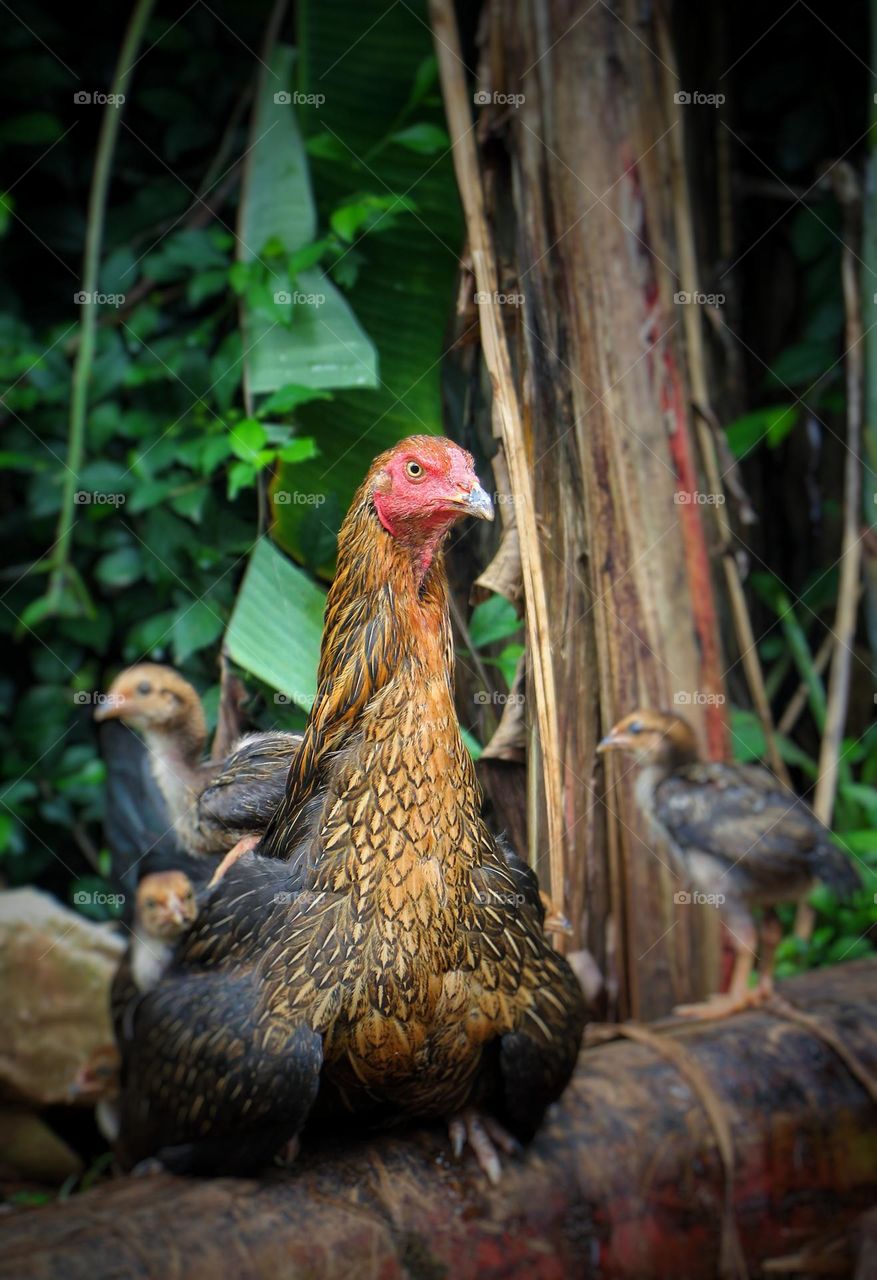 Mother hen and her chicks.