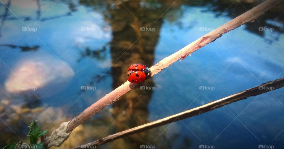 Red Ladybug