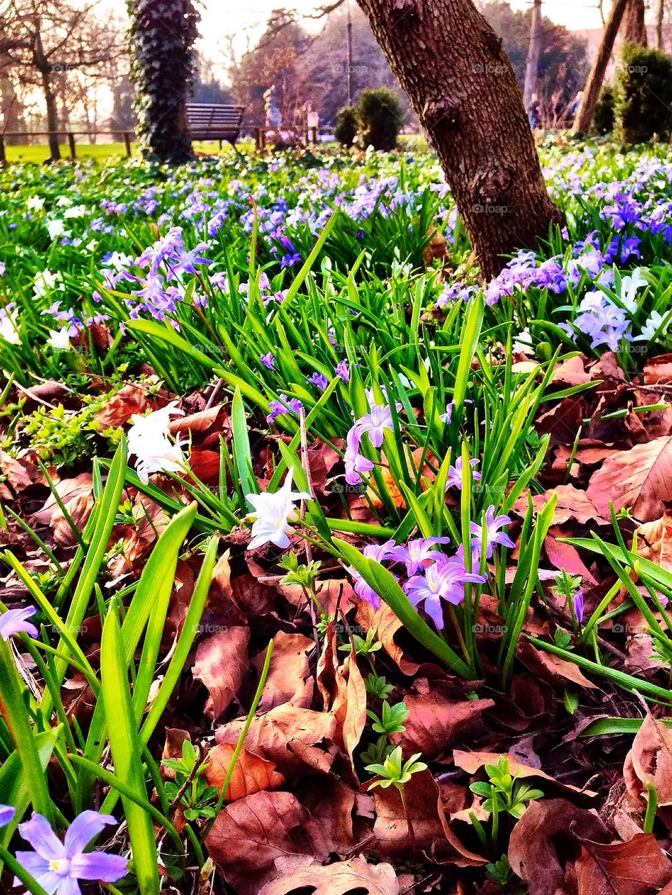 Spring