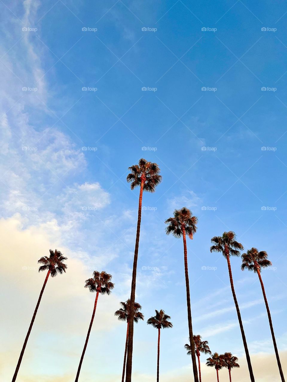 Palm trees 