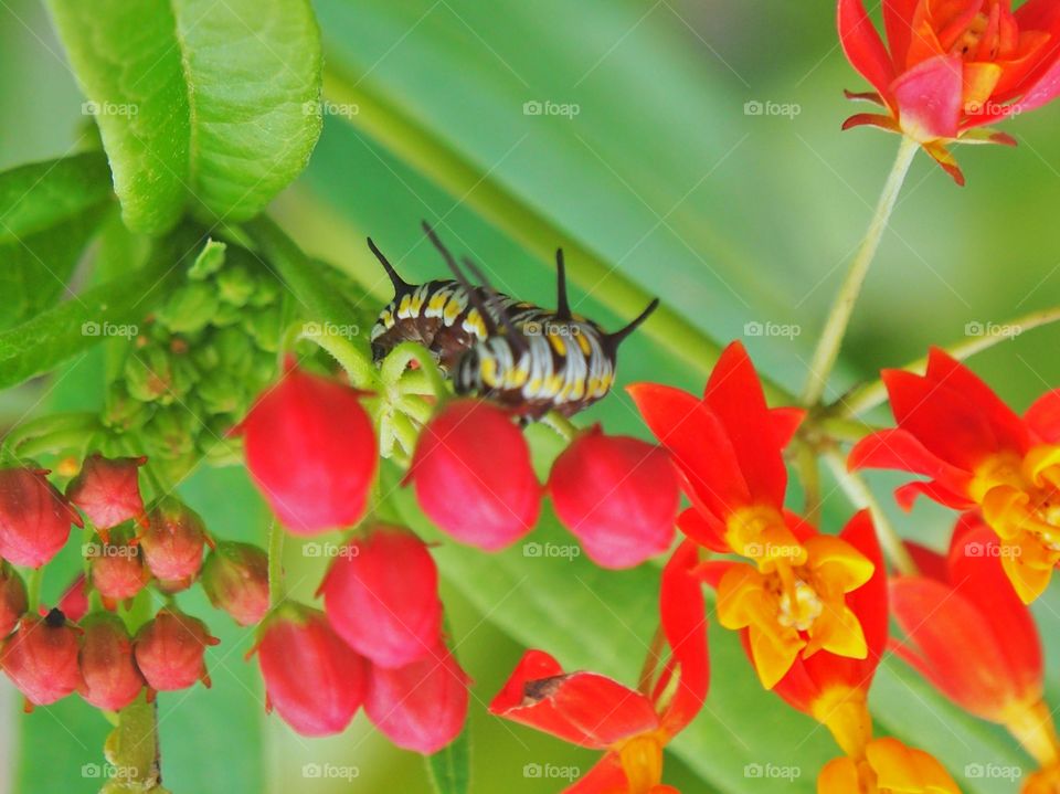 Caterpillar  on the flower