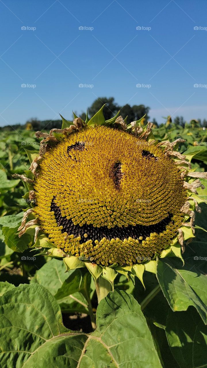 Happy Sunflower