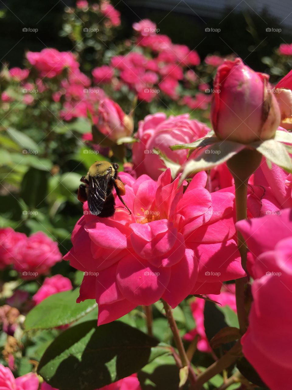 Bumblebee collecting nectar