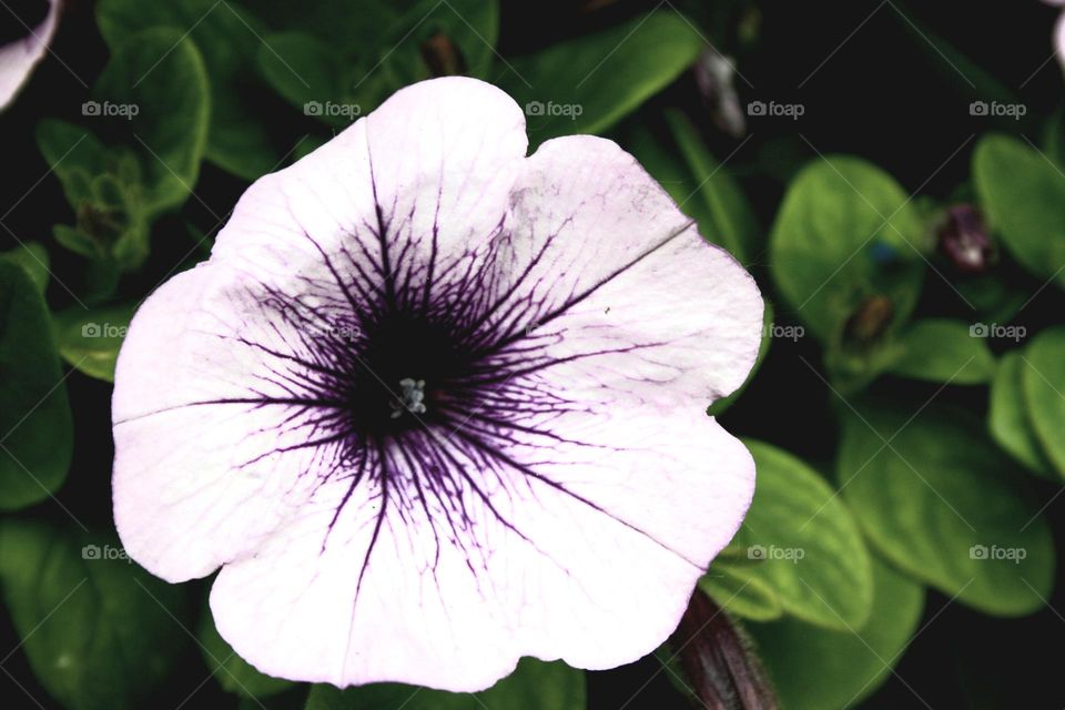 beautiful floral splendor