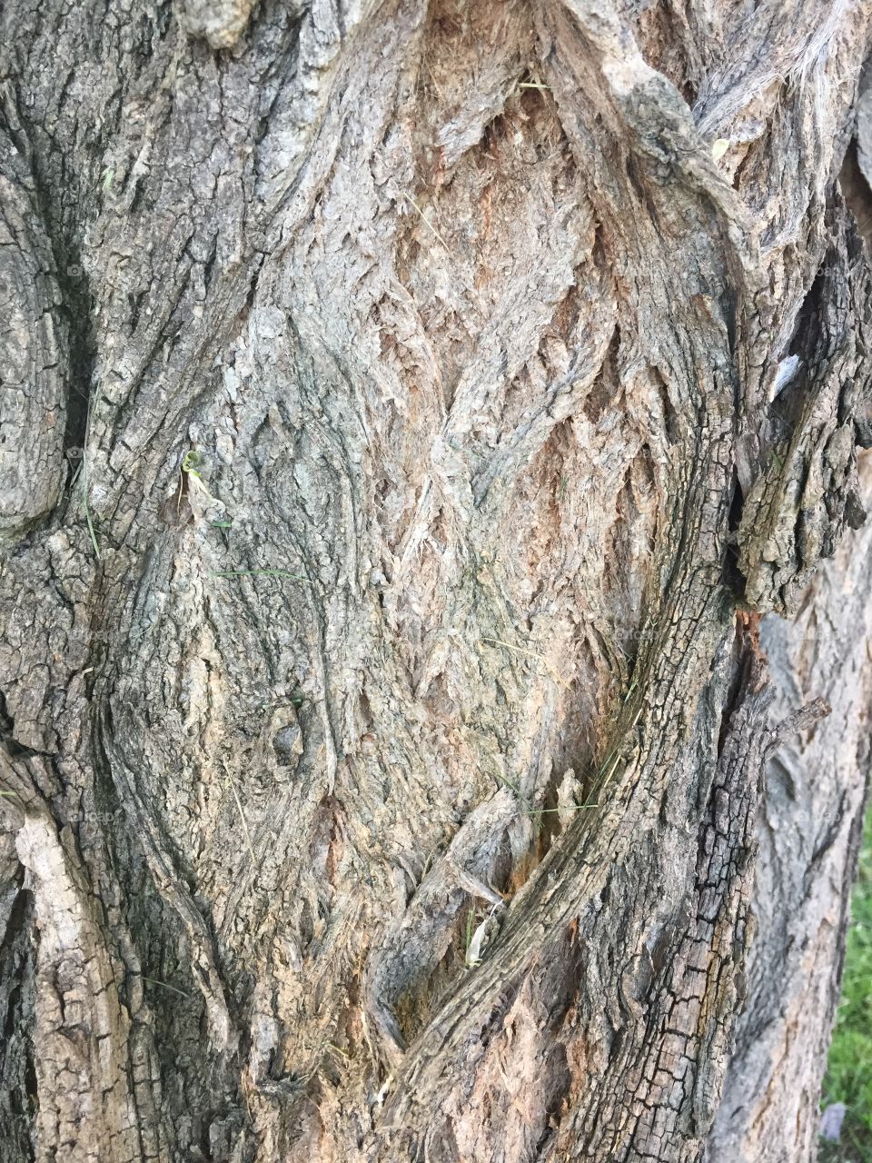 Creative textures 
Bark on a huge maple tree. The tree must be hundreds of years old. 