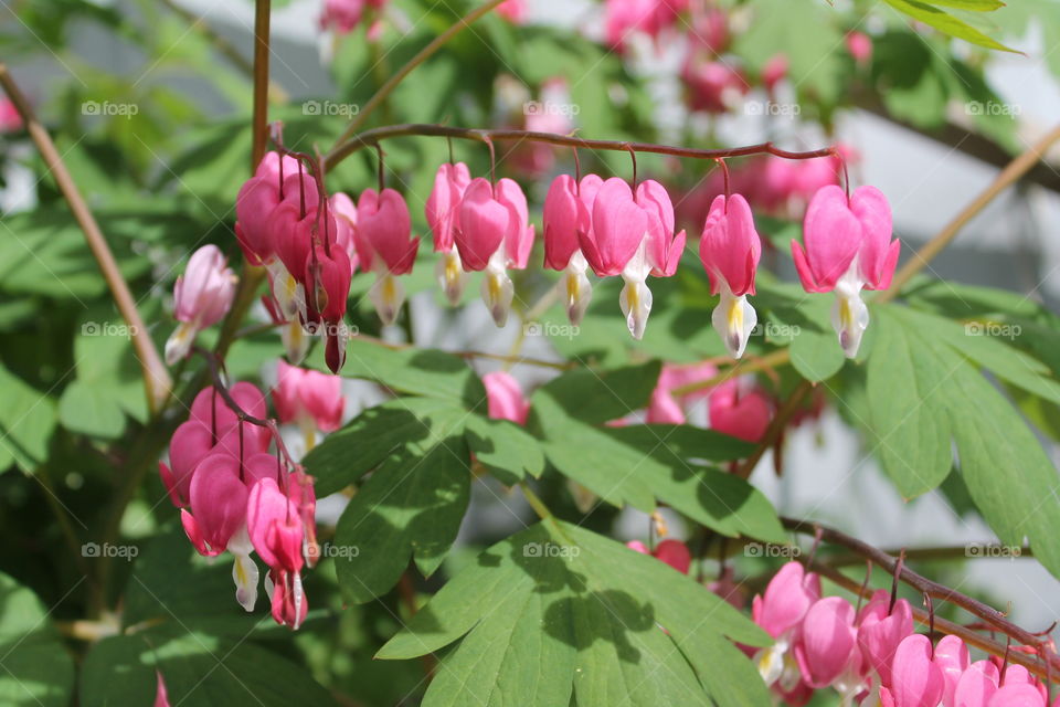 Close-up of pink flowers