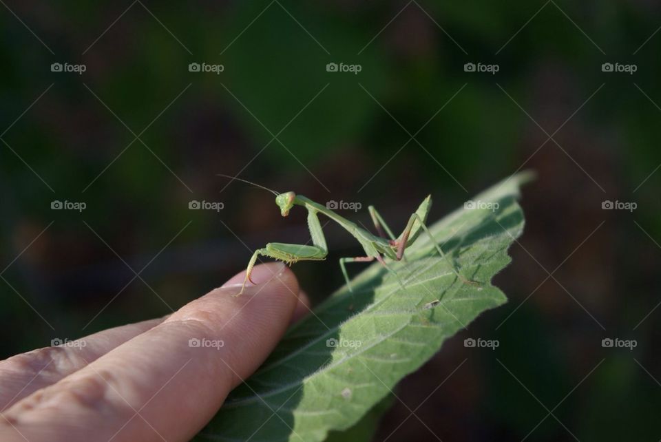 Friendly Mantis