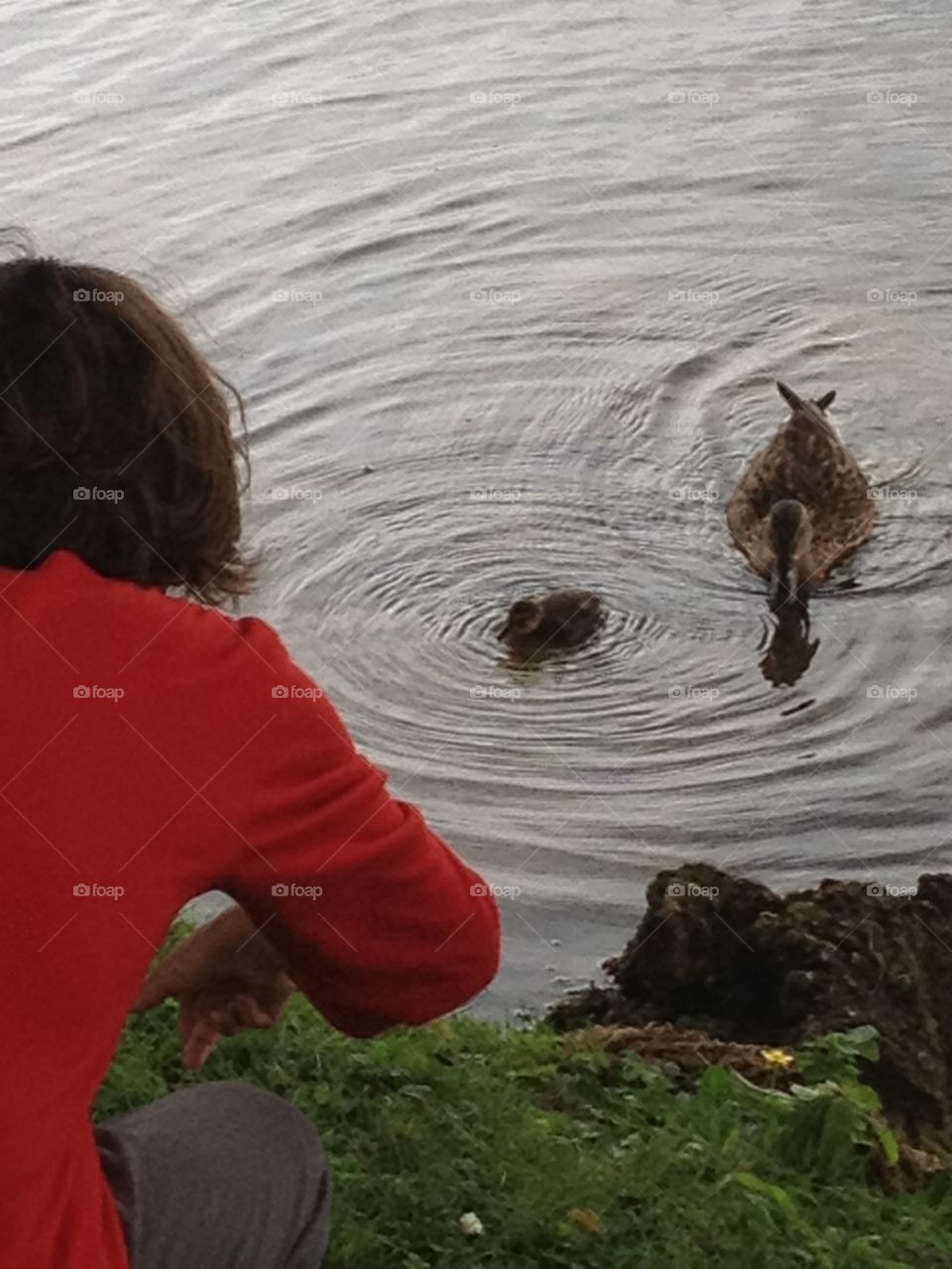 Feeding the Mummy and baby duck. Ripples on the water. I think the duckling is hungry. 