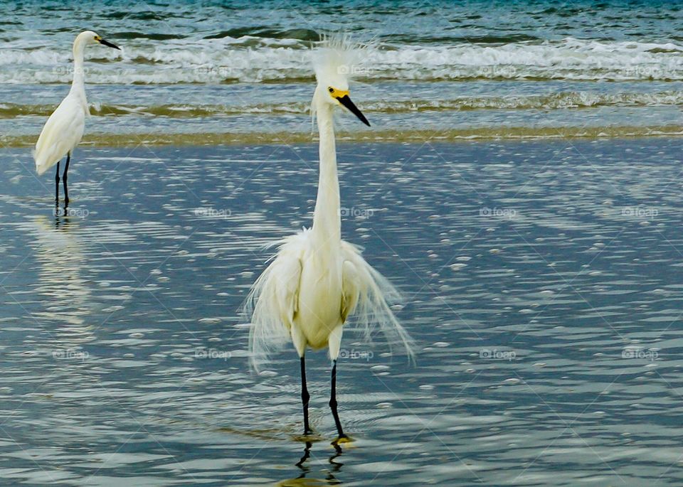 A snowy egret stands in the water with his mate, his feathers all ruffled like he’s having a bad hair day. 