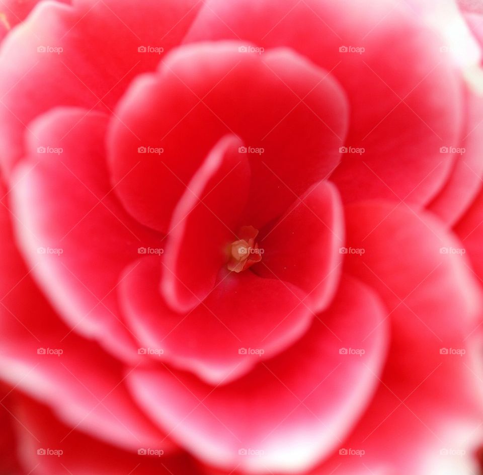 Pink begonia close up