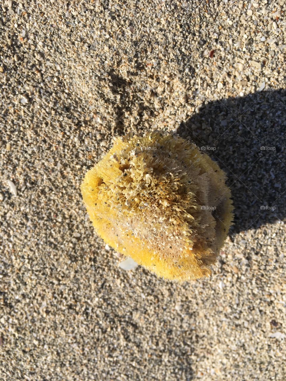 Sea sponge! 
