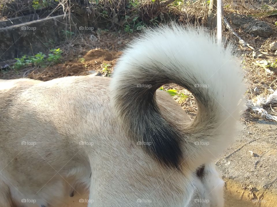 The tail of a dog with a white brown hair that made a circular curve,  the circle of white  brown hair of dog's tail.