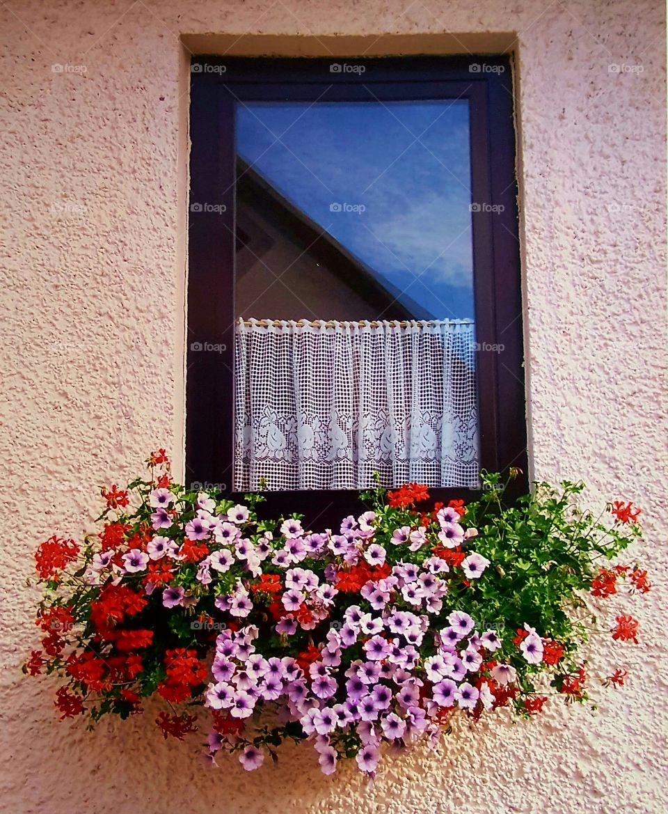 Windowsill flower garden...