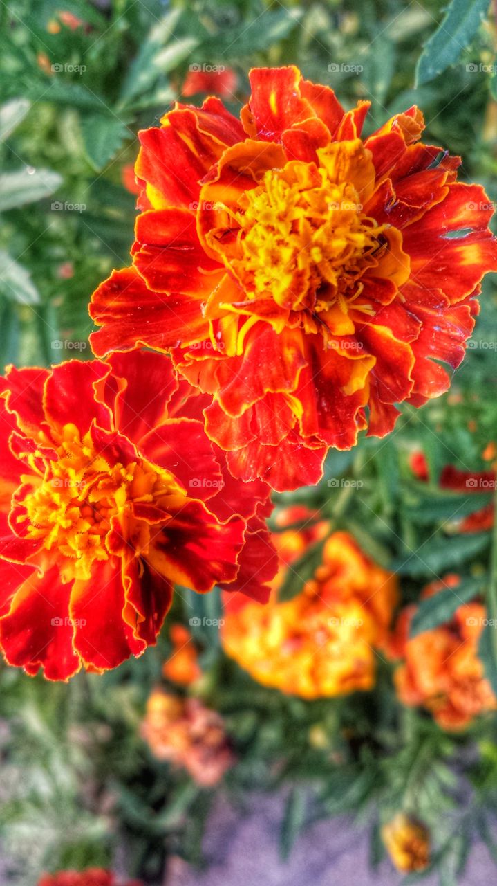 Marigolds 