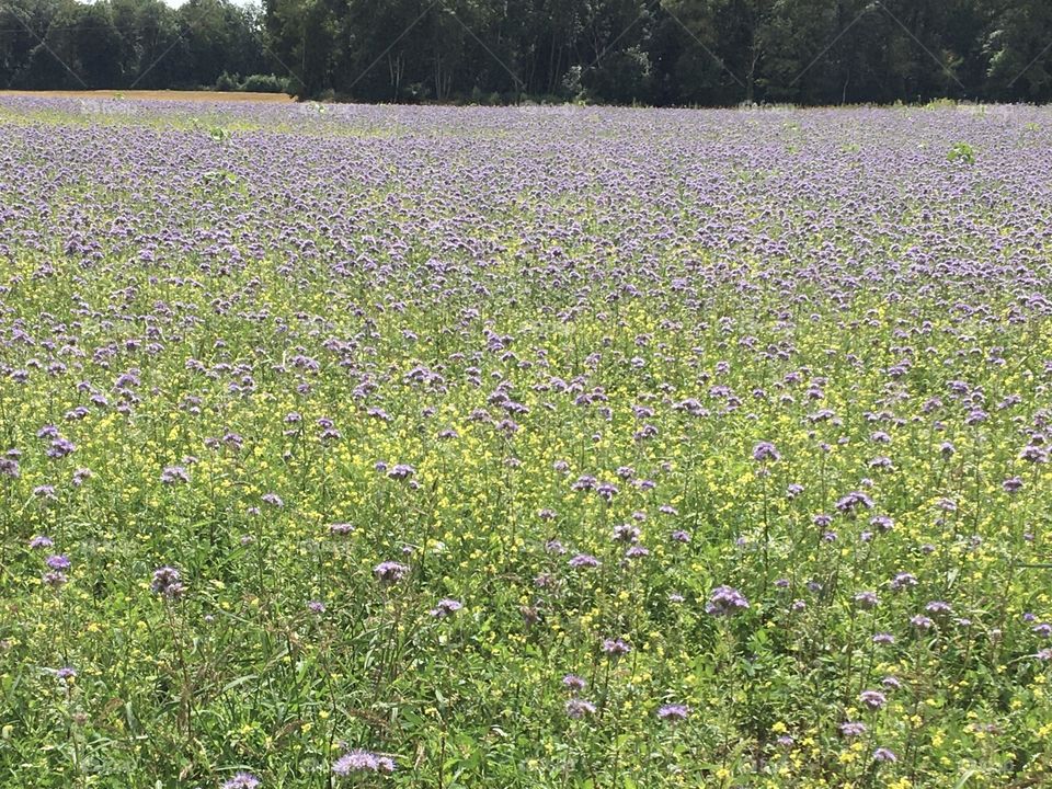 Blue field in summertime 