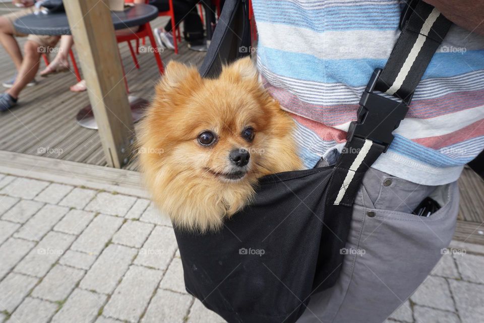 When your legs don’t work like they used to before … a little bag helps you out on a “walk” 🐶