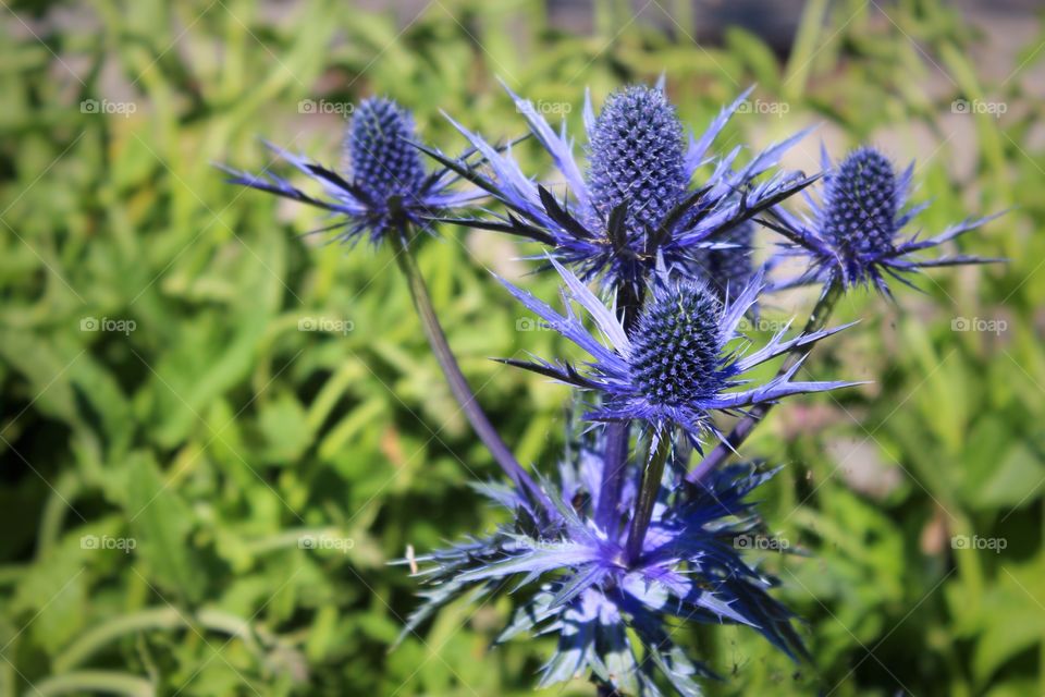 Close-up of blue thistle