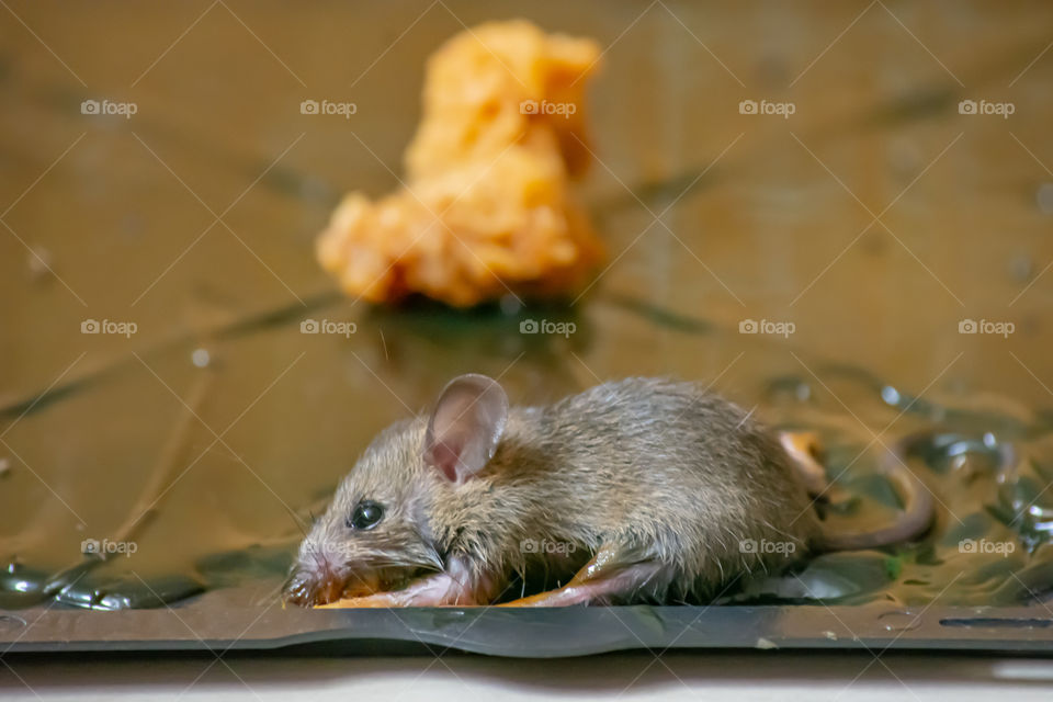 The rat glue on black tray on the floor.