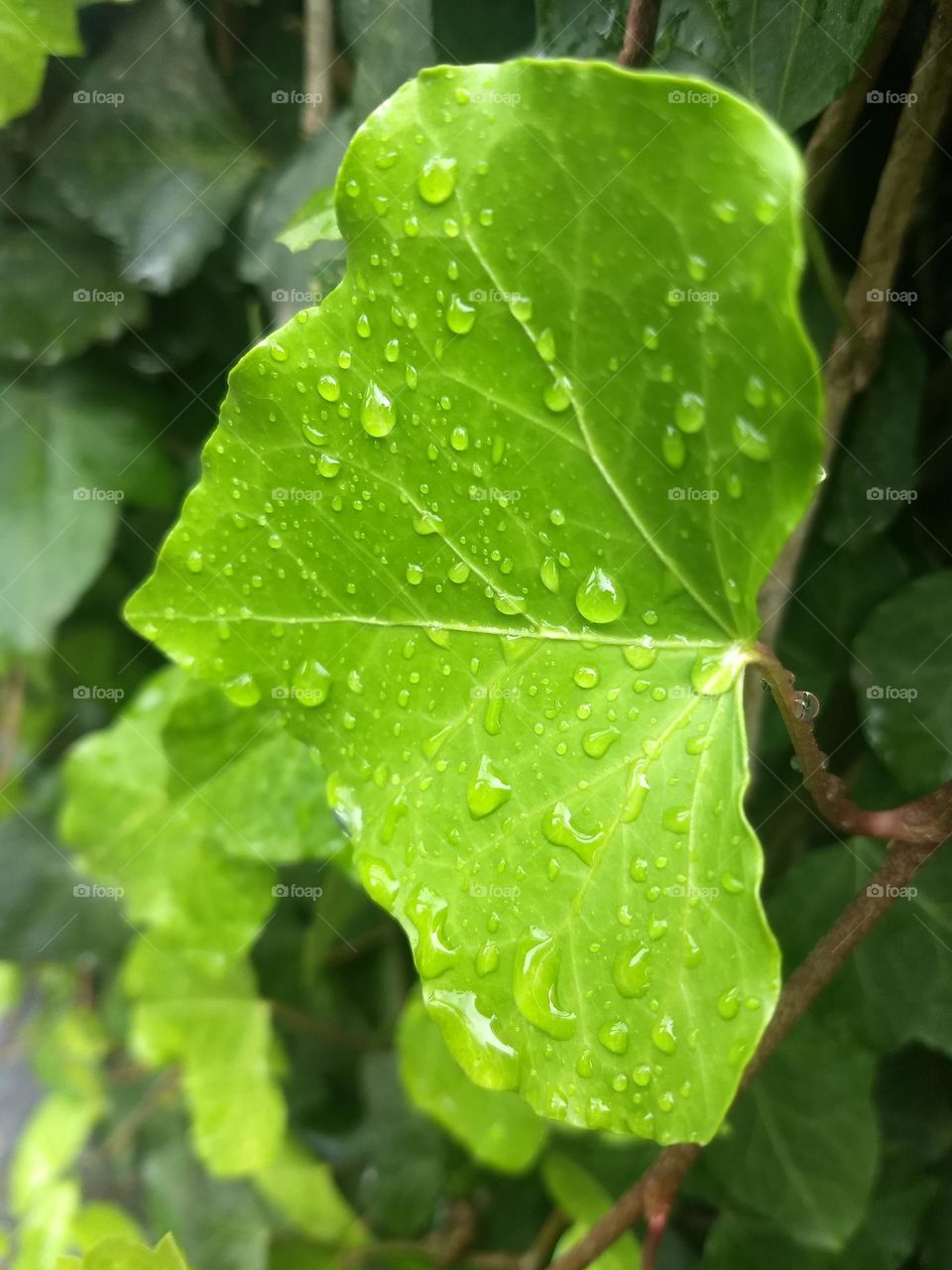 leaf and water drops