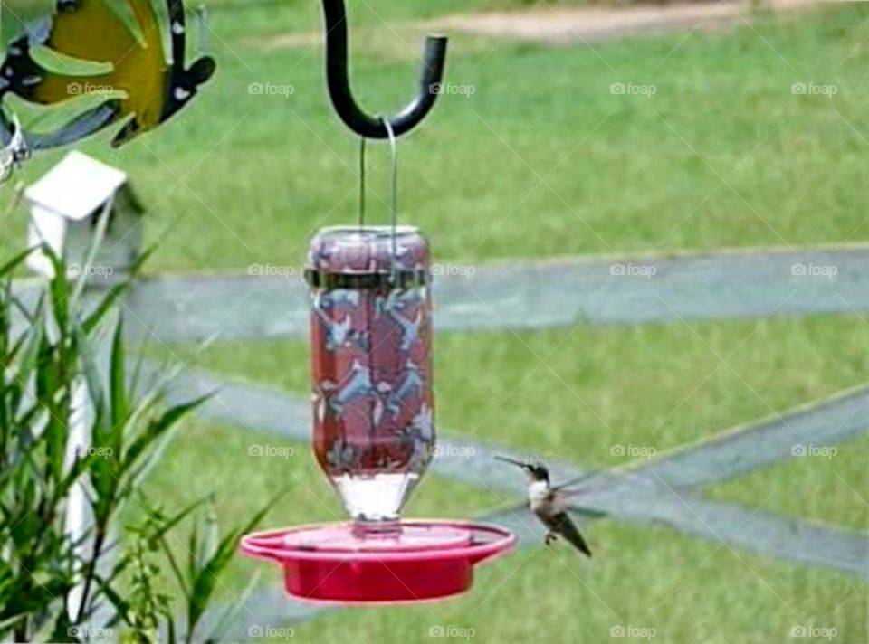 hummingbird