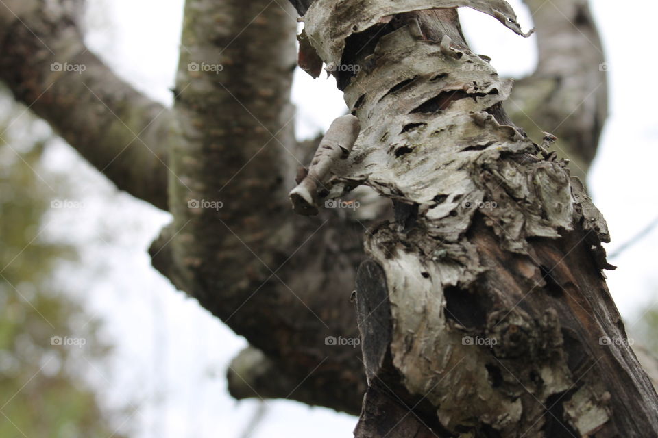 Tree in late fall 