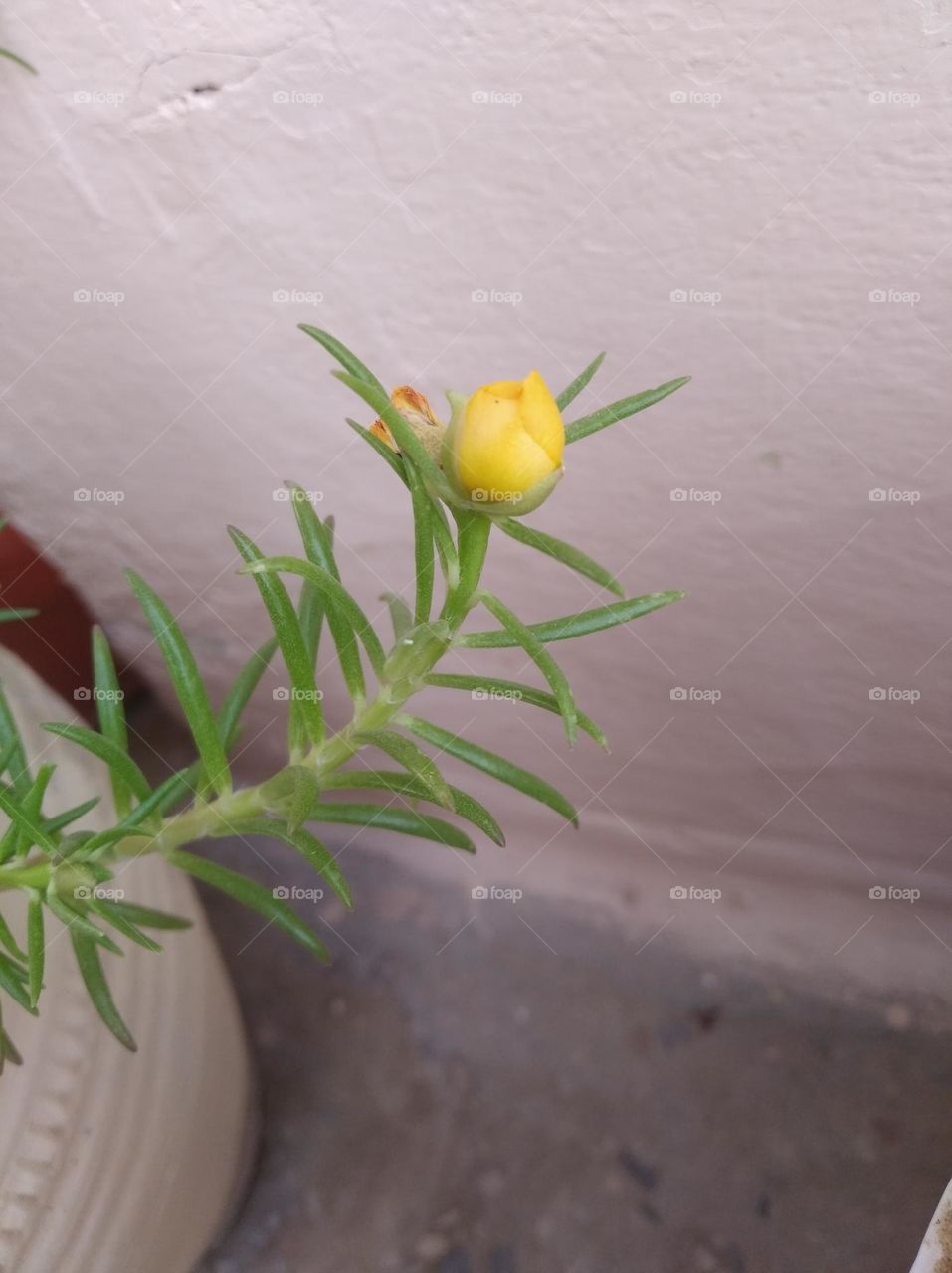 yellow flower bud shurb small in size fresh seasonal looking very beautiful generally found everywhere
