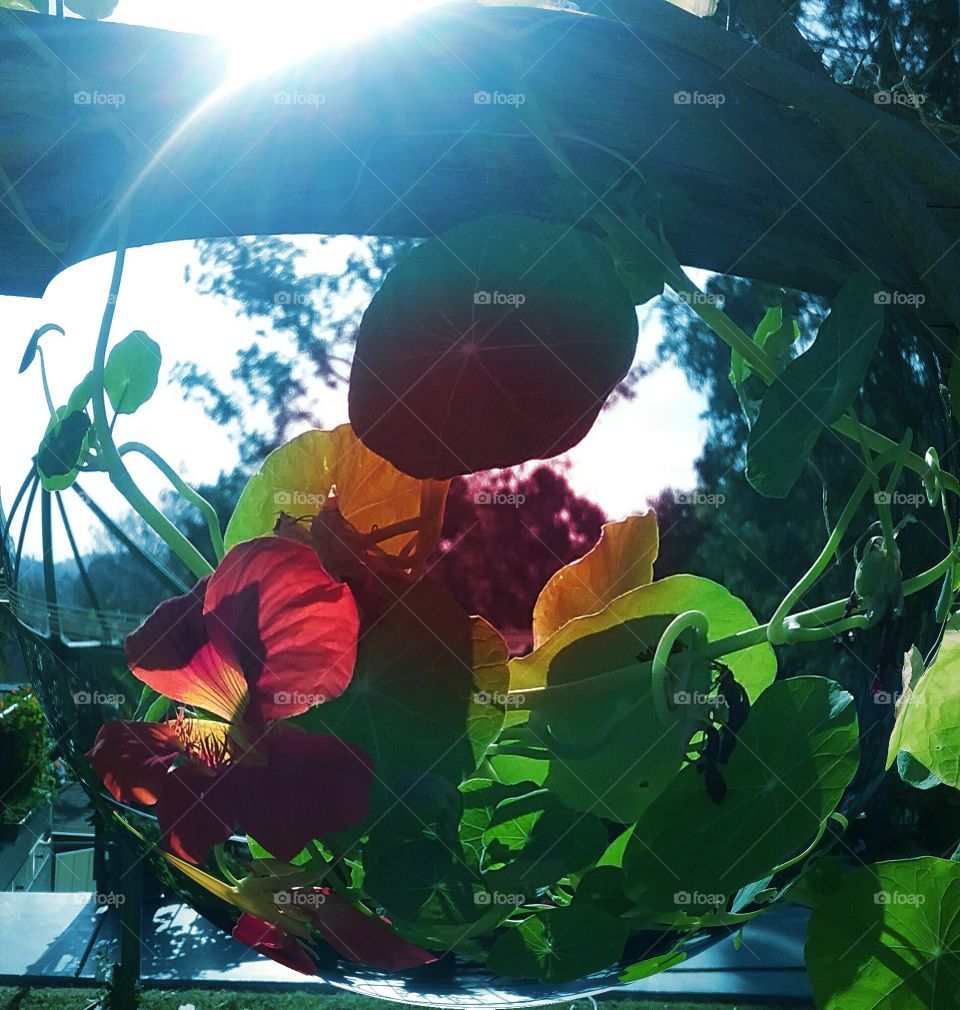 Creeping vine flowers