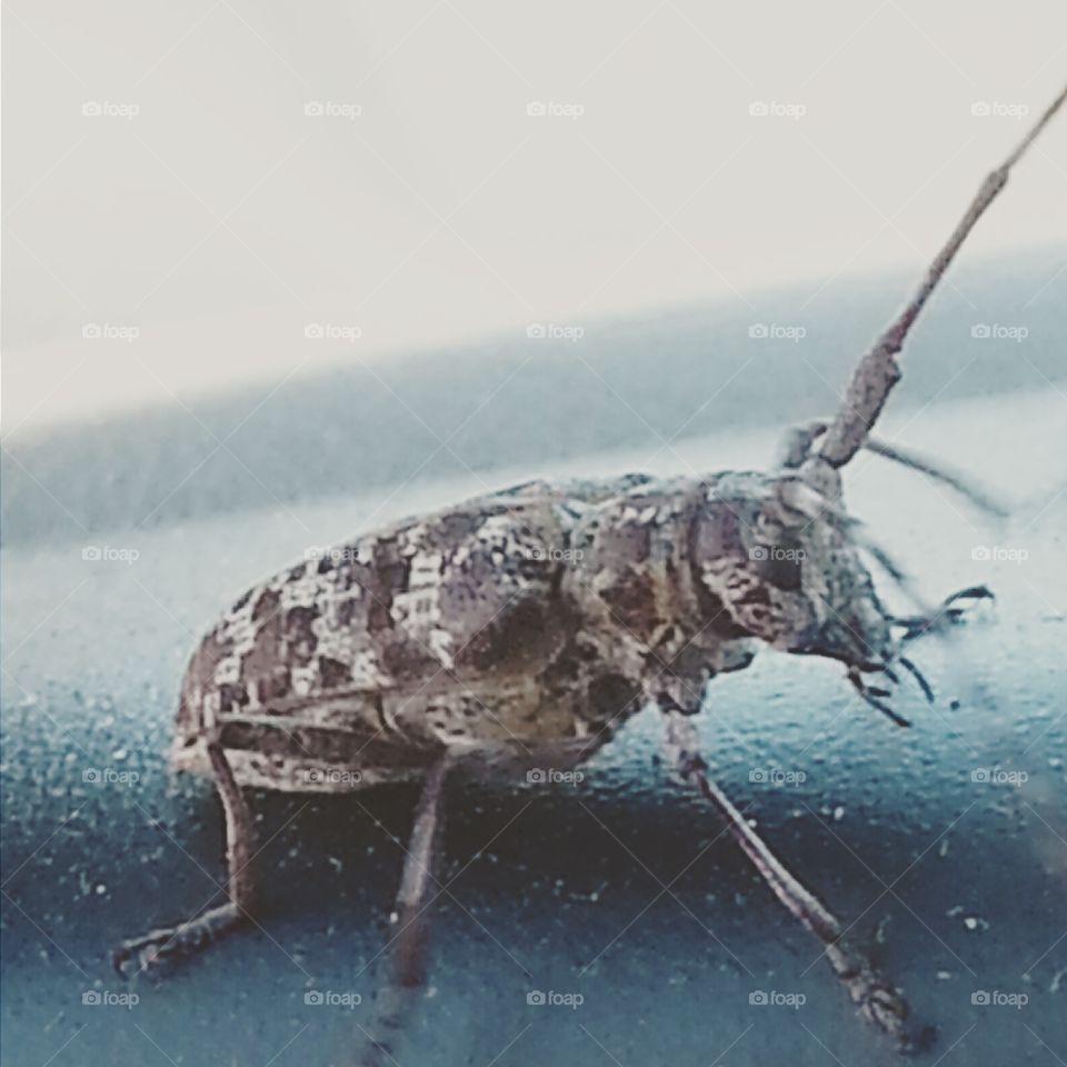 Strange Bug in my car