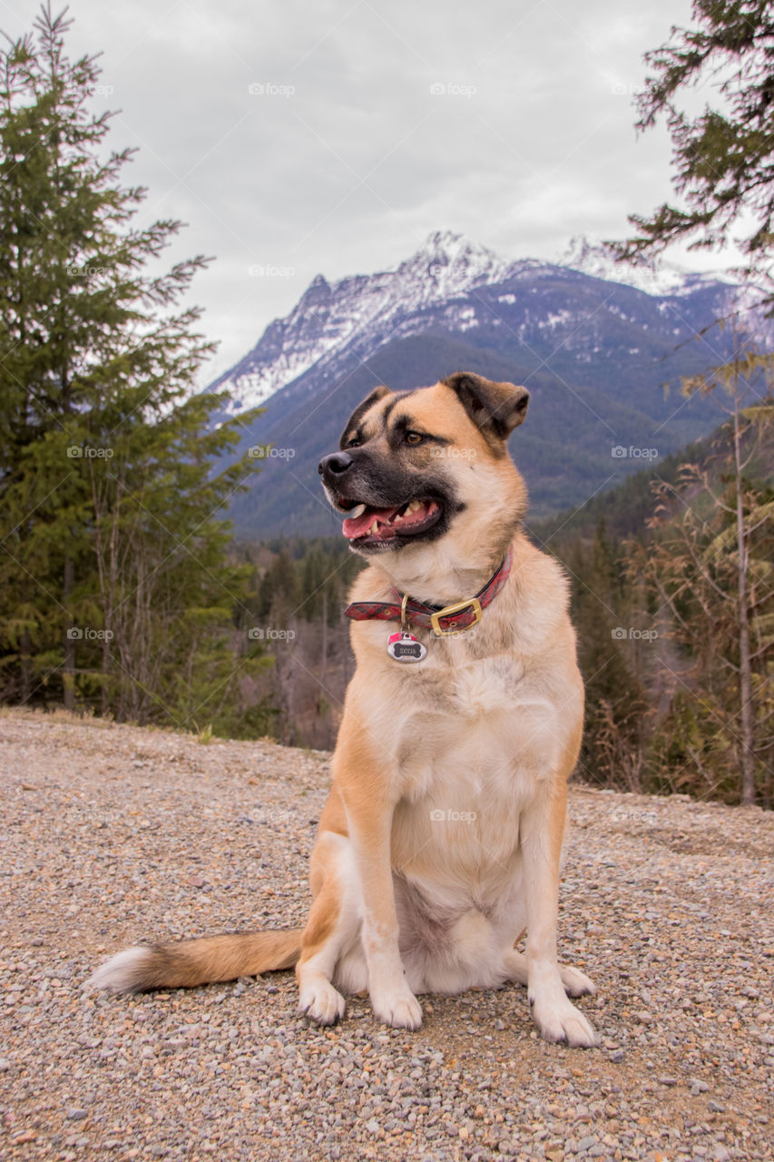 Happy dog adventuring in the Montana wilderness. 