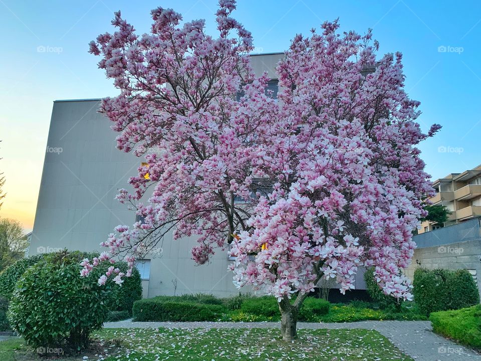 Pink magnolia flowering tree in Switzerland 