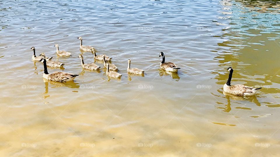 Gorgeous family of geese out for a swim on the beautiful sunny day at the beach!