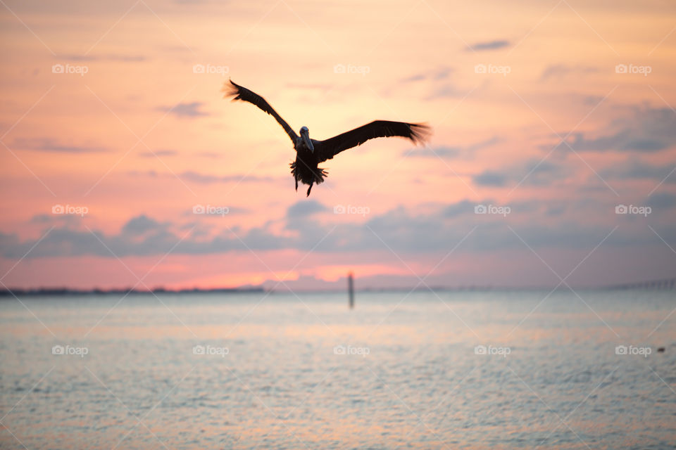 Pelican in flight at sunset