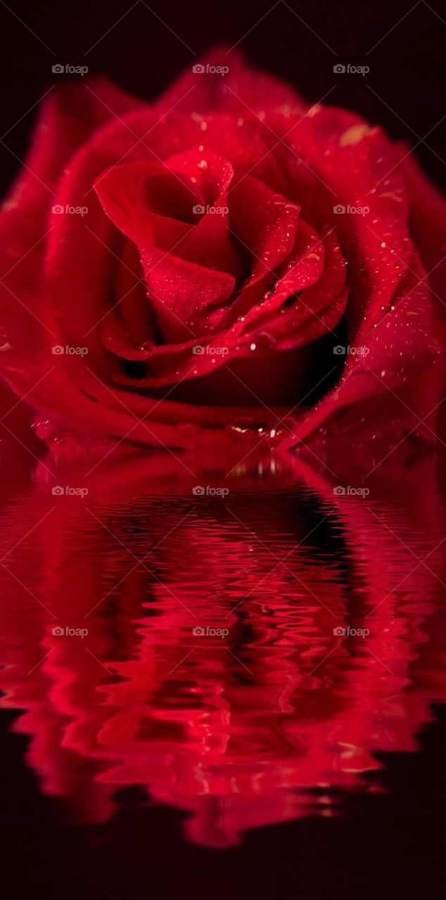 ROSE REFLECTION 