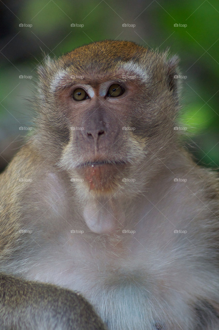 Found this monkey on the beach in Thailand. He was nice enough to pose