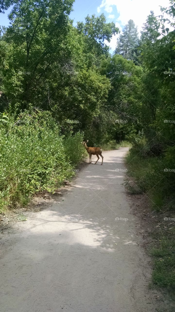 Road, Nature, Tree, No Person, Landscape