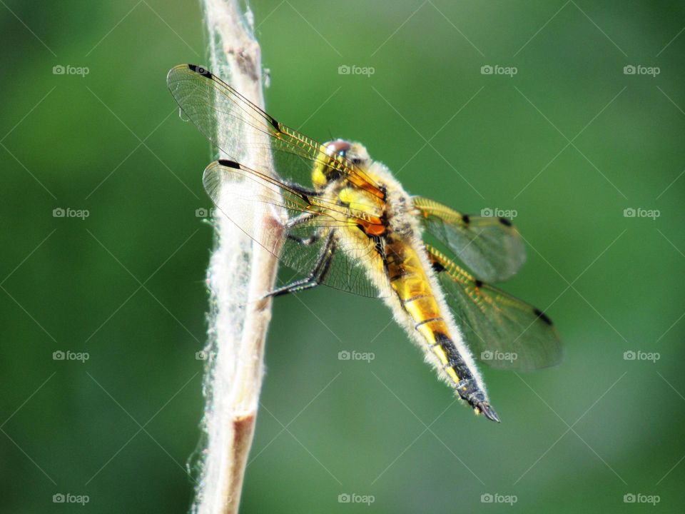 four-spotted dragonfly sits on a branch, on a green background