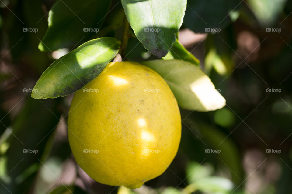 Lemon picking 