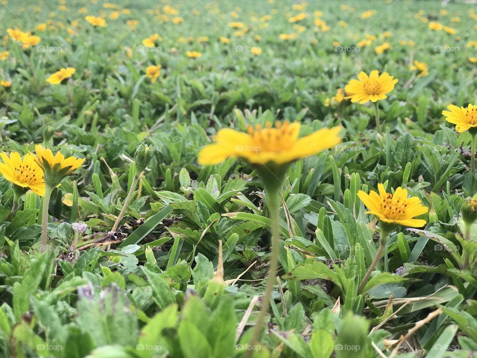 Wild dandelion flowers at the beach park in Deerfield Beach, Florida. 