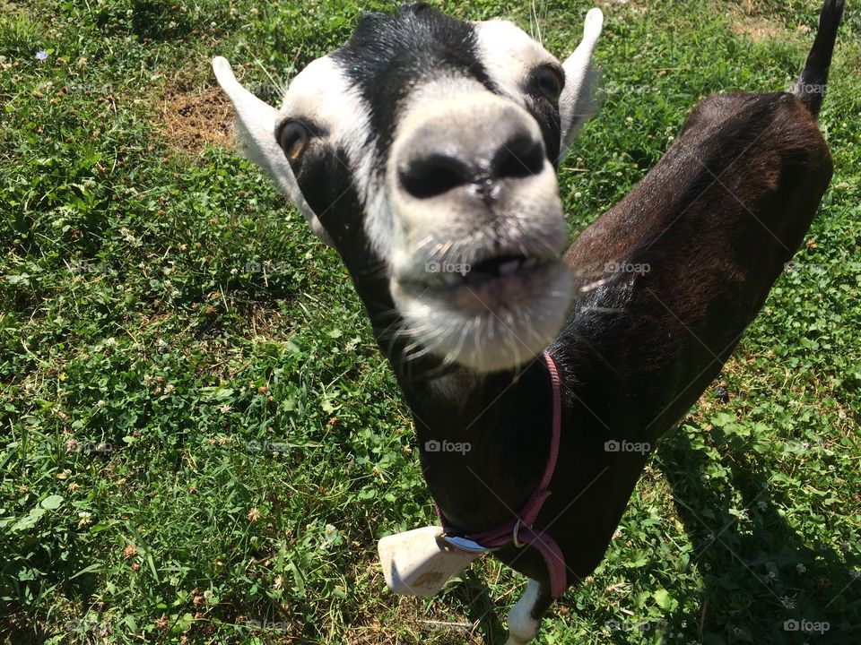 Hello there!. I was trying to get a picture of our goat for the fair and she wanted to see what I was doing from a little closer angle