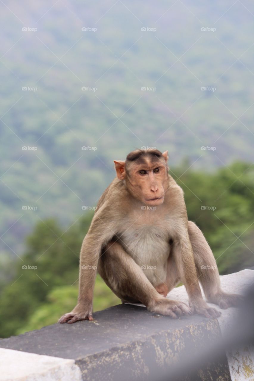 Monkey Hanging Out.....!