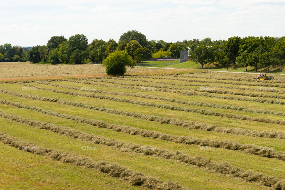 hay in lines