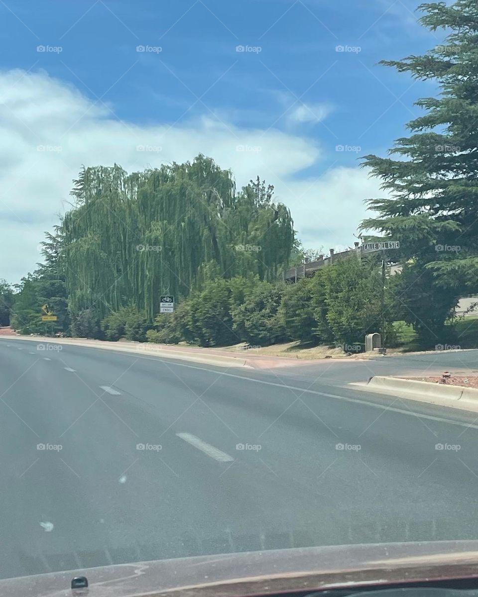 Beautiful greens trees 