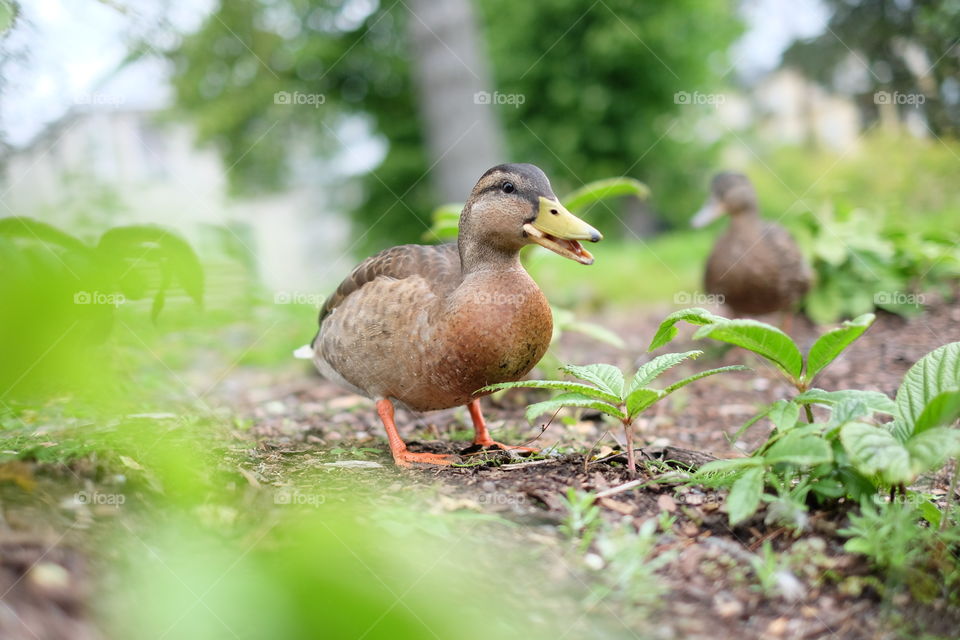 Nature, Wildlife, Bird, Duck, Outdoors