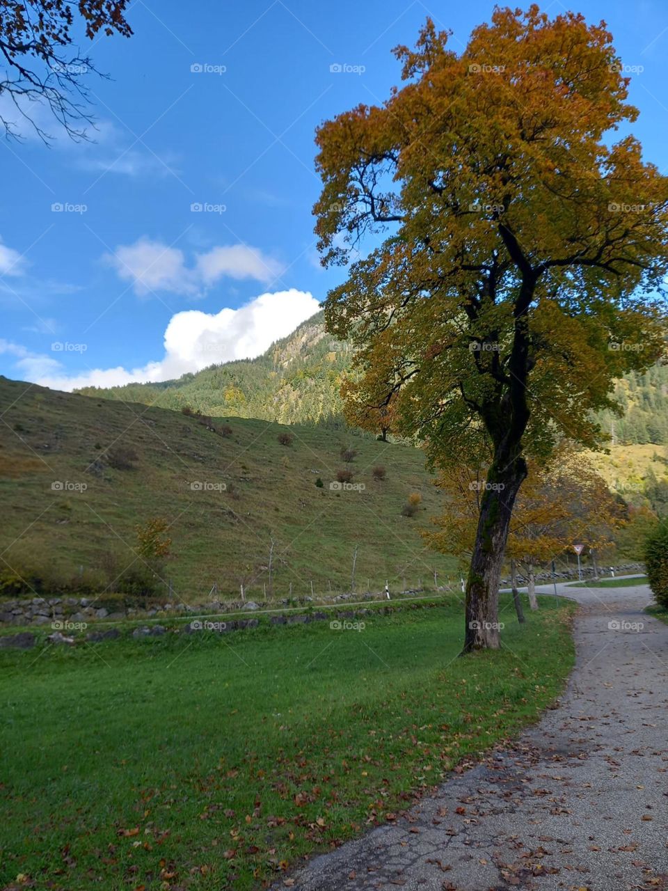 The Beauty of a Tree