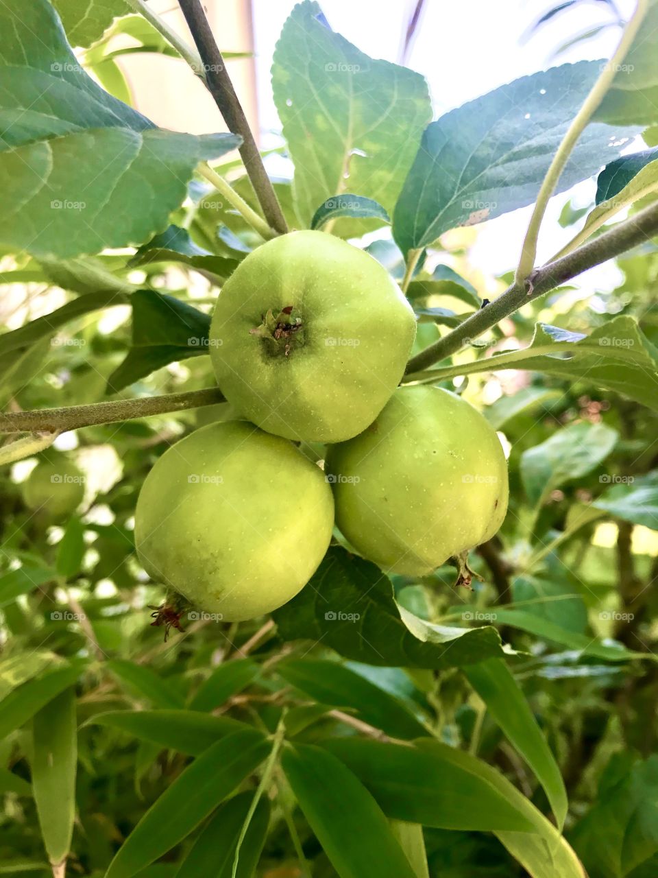 Green Apple,The power of three