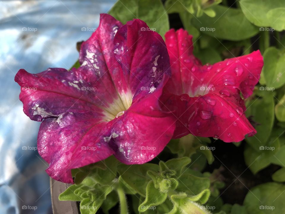 Red Flower Near Holiday Lake
