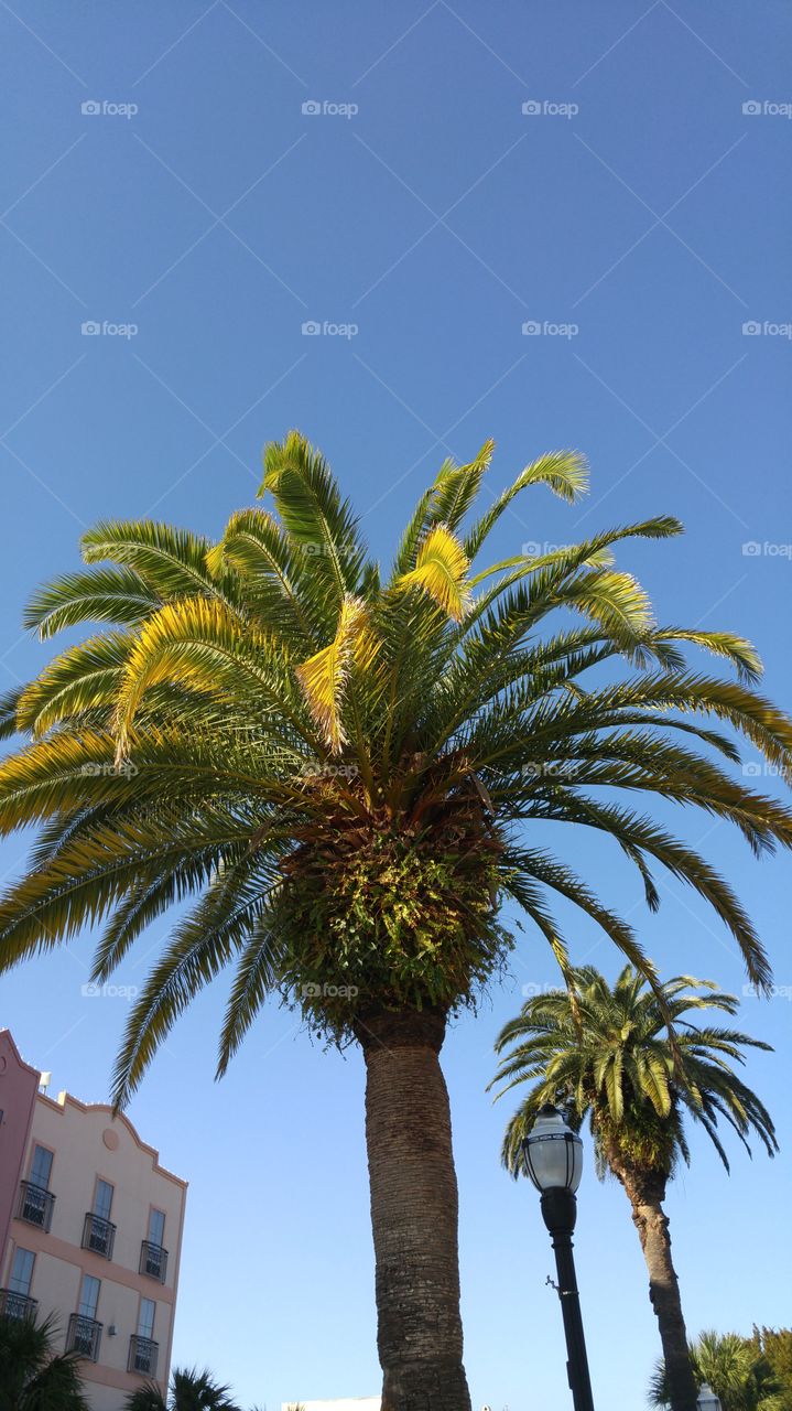Palm